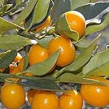 【金柑 苗木】ぷちまるキンカン(PVP) 13.5cmポット苗