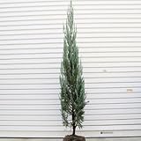 庭木：コニファー(ブルーエンジェル）　Ｈ：約120ｃｍ