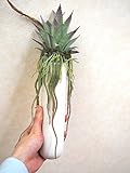 萩原 人工観葉植物 「プリトス」 約30cm 光触媒加工 ハンギングプランター 159019910