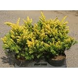 キンキャラ (金伽羅) 5本セット