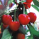 サクランボ：紅秀峰（ベニシュウホウ）4～5号ポット[ポスト佐藤錦と話題の品種][苗木] ノーブランド品