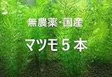 水楽園 【めだか街道】国産 無農薬マツモ（５本）丈夫な活き活きマツモです！