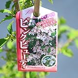 庭木・植木：ヤブデマリ　ピンクビューティーor恋花火orピーチファッション　大株！ (ピンクビューティー)