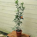 果樹：柑橘類*（みかん・ゆず・金柑・シークワーサー)【品種選べます】 (金柑)