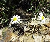 Othonna alba - Othonna - 5 seeds