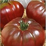 100 seeds - rare fresh "Black Prince" tomato seeds - 100% organic and non - GMO seeds fruits vegetab