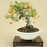 いよじ園 ピラカンサ / 根上り （小品盆栽） 【雑木盆栽】いよじ園