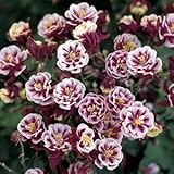 ☆宿根草 （アクイレギア（西洋オダマキ） ウインキーダブル レッド＆ホワイト ）１株