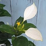 コンロンカ白花3.5号鉢植え 2株セット[初夏から秋口までずっと花を咲かせる熱帯花木] ノーブランド品