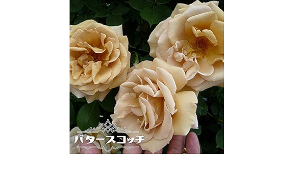 Amazon バラ苗 バタースコッチ Cl 国産苗 大苗 6号ポット 四季咲き 黄色 京成バラ 花