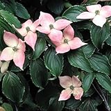 新品種 ヤマボウシ　織姫　１株 病気や害虫がほとんど無い！