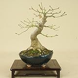 いよじ園 山モミジ（小品盆栽） 【雑木盆栽 紅葉】