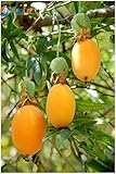 20バナナパッションフルーツ種子-passiflora Mollisima?特別