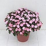 サンパチェンス（さくさく）：ブラッシュピンク3.5号ポット2株セット ノーブランド品