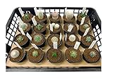 花市場直送便 サボテンMIX 2.5寸 20入