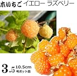 木いちご 苗 イエローラズベリー 直径10.5cmポット 1ポット