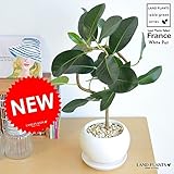 LAND PLANTS フランスゴム 曲がり樹形 白色大丸型陶器