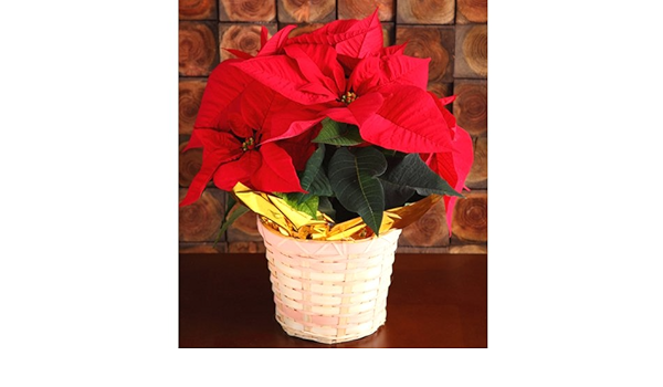 Amazon 送料無料 ポインセチア5号鉢 ギフト 花のギフト社 Hana No Gift Sha 観葉植物 通販