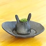 苔盆栽 モスモス モスウサギ 黒 受け皿セット