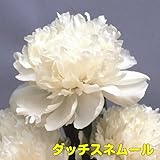 特選品種を厳選紹介！宿根草 芍薬 ( シャクヤク )変わり咲き特選品種 芽付12cmポット苗【ダッチスネムール】