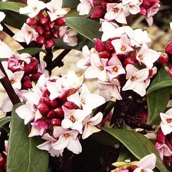 Amazon ジンチョウゲ 苗木 沈丁花 1株 花木苗 沈丁花の苗 国華園 22年春商品 花