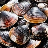 Amazon しじみ 貝 北海道産 特大 生冷凍 最高級 シジミ 1 5kg 500g 50粒前後 3 砂抜き済み 北海道 網走湖産 殻付き 肉厚 大和しじみ どさんこファクトリー北海道pb商品 メーカー包装品 しじみ あさり つぶ貝 どさんこファクトリー北海道 貝類 通販