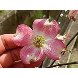 ハナミズキ 素焼き鉢植え 鉢植えハナミズキ