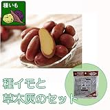 ジャガイモ：タワラヨーデル500gと切り口につける草木灰のセット