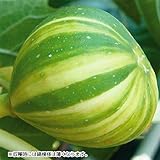 国華園　果樹苗　イチジク　ゼブラスイート　1株