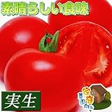 国華園　実生野菜苗　大玉トマト　F1ホーム桃太郎R　28株【※発送が国華園からの場合のみ正規品です】