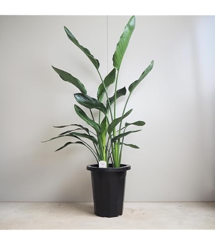 Amazon｜観葉植物 ストレリチア・レギネ バードオブパラダイス 極楽鳥
