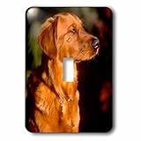 Danita Delimont – ジョン・Alves – 犬 – A Reddish Male Golden Retriever Lookingマジェスティックin Late Day Sun。 – 