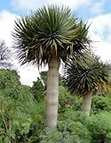 Dracaena draco ssp. draco - Canary Islands dragon tree - drago - 5 seeds
