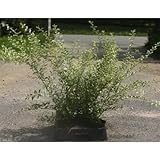 シルバープリペット 5号ポット 5本セット