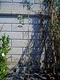 リンゴ ふじ 樹高1.8～2.0m前後 (根鉢含まず)