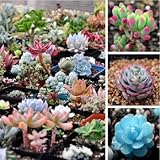 free ship 40 Mix Succulent seeds lotus Lithops Pseudotruncatella Bonsai plants Seeds for home & gard