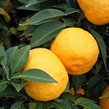 本柚子（ホンユズ）4～5号ポット[香り高い酢ミカンの代表　大実ユズ][柑橘・かんきつ類苗木]