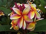 【Premium品種苗】プルメリアのベアルート発根苗 ‘Maui Rainbow'（大苗） 栽培セット【スリット鉢・プルメリア専用培養土・栽培説明書つき】