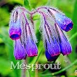 混合色多年生植物ポット盆栽の販売フローレスを植えるホームについて100seed /バッグコンフリーハーブ家宝フラワーガーデンの種