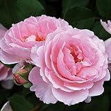 バラ苗 夢香（ゆめか） 国産新苗植え替え6号スリット鉢 フロリバンダ(FL) 四季咲き中輪 ピンク系