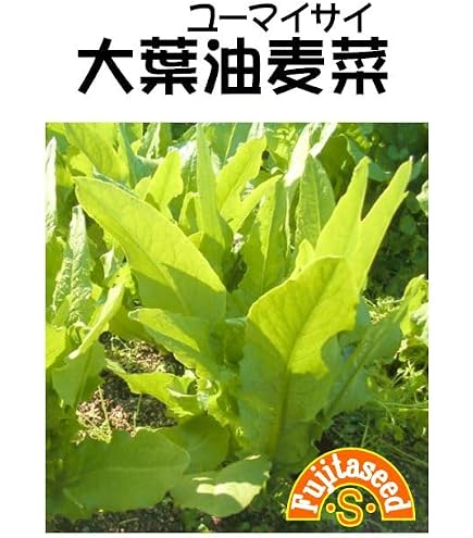 Amazon.co.jp: 細辛 寒葵 山野草 カンアオイ ギフチョウ 図鑑細辛寒葵