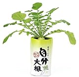 自産自消　自分大根(12個セット)