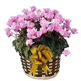 さかもと園芸　達人のシクラメン　朝注文で即日発送【 ウィンクピンク 】　花鉢植え　ギフト　プレゼント　贈答品　クリスマス　お歳暮