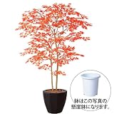 エフプランター 人工観葉植物-ヤマモミジ株立 RED-150-8号鉢-懸崖鉢