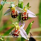 100 Seeds China Rare Flower Bee Orchid Flower Seed Smile Face Interesting Flowers Seed