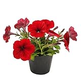 花市場直送便 花苗 ペチュニア 赤 8入