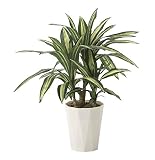 造花アート・観葉植物　幸福ノ木70＜ 自宅のインテリア 店内の装飾 プレゼントに ＞