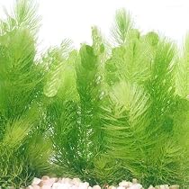 Amazon.co.jp: [水草] 国産 アナカリス10本(おもり付き） 国産 無農薬