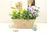 植木鉢 おしゃれ プランター 長方形 幅25.5cm 5号 寄せ植え テラコッタ 素焼き アンティーク 取っ手付き バスケット ブラウン ベージュ【メイリネンバッグ・スクエアM】