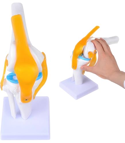 Amazon.co.jp: 膝関節機能模型(ドイツ ソムソ社製) : 産業・研究開発用品